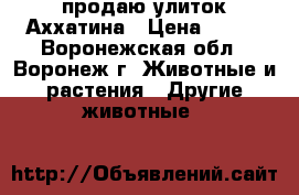продаю улиток Аххатина › Цена ­ 200 - Воронежская обл., Воронеж г. Животные и растения » Другие животные   